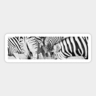 Zebra herd oblong black and white stripe full frame. Sticker